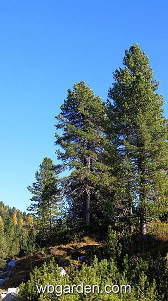 wbgarden alps 127.JPG